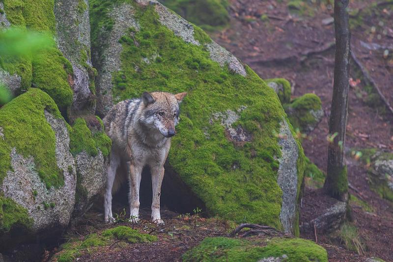 Wolf (Foto: Roman Bjuty/iStock)